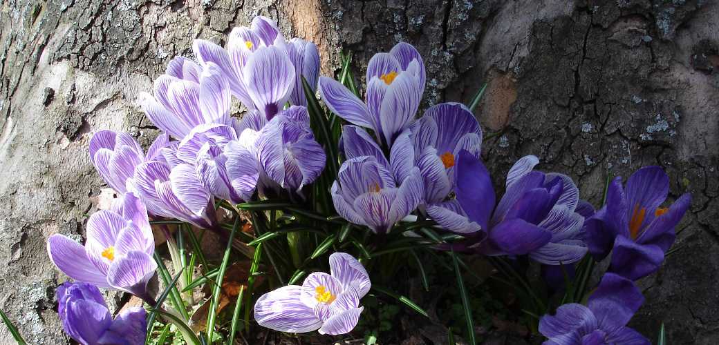 spring-crocus.jpg